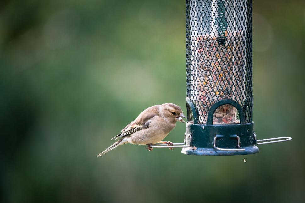 Free Image of Bird feeding at a garden feeder 