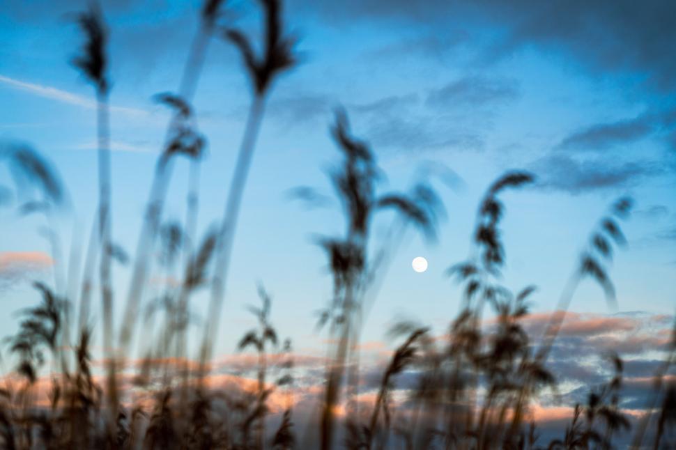 Free Image of Blurry reeds with moon in dusk sky 