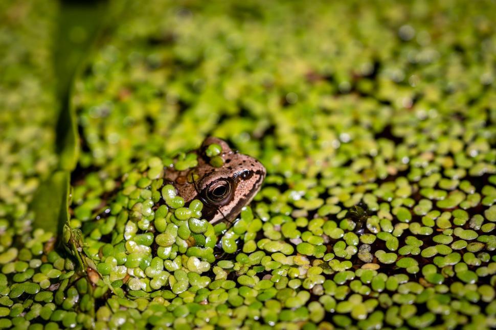 Free Image of Frog hiding among duckweed 