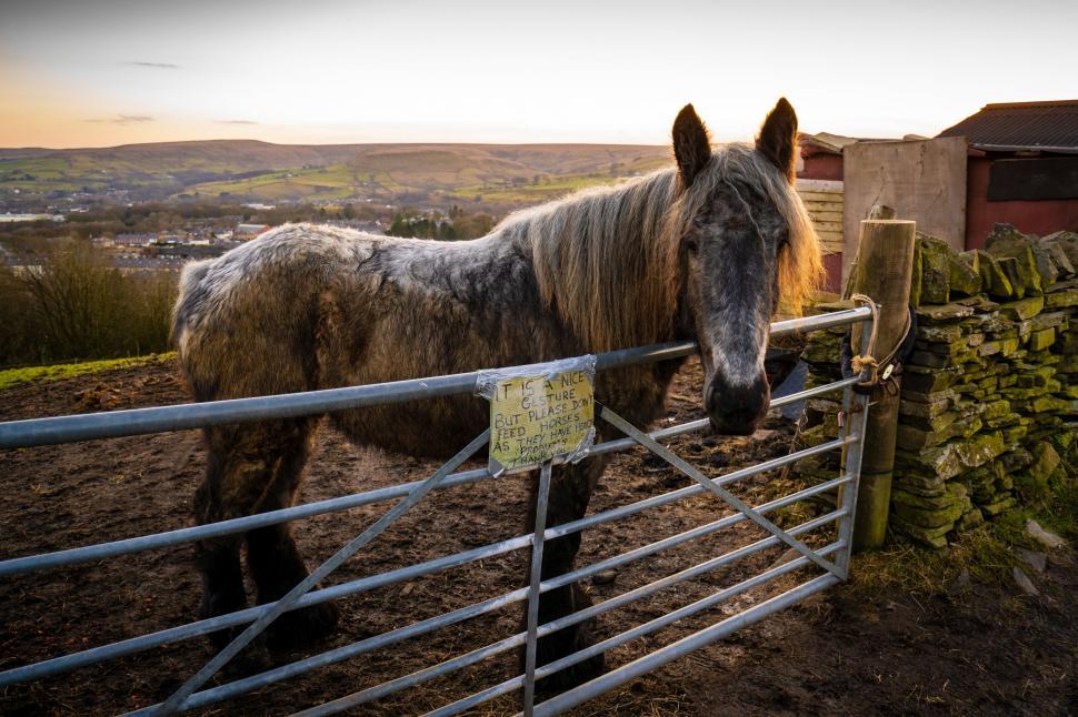 Free Image of Horse behind metal gate with scenic view 