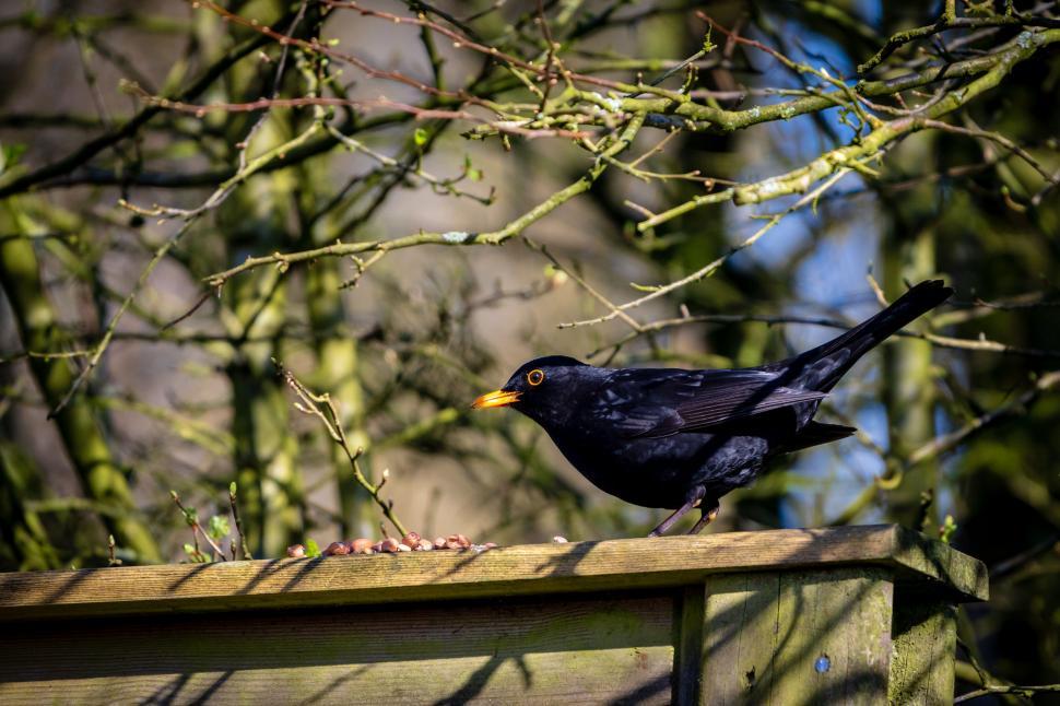 Free Image of Blackbird on a fence with open beak 