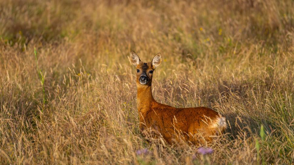 Free Image of Roe deer in tall grass field 