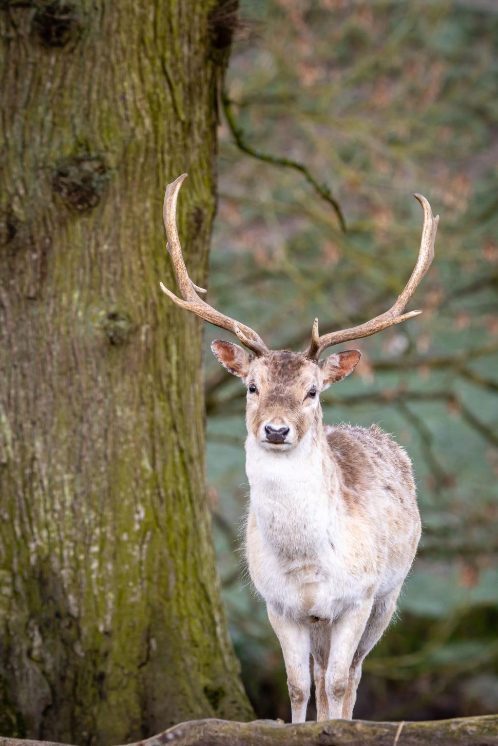 Free Image of Deer with antlers in wooded area 
