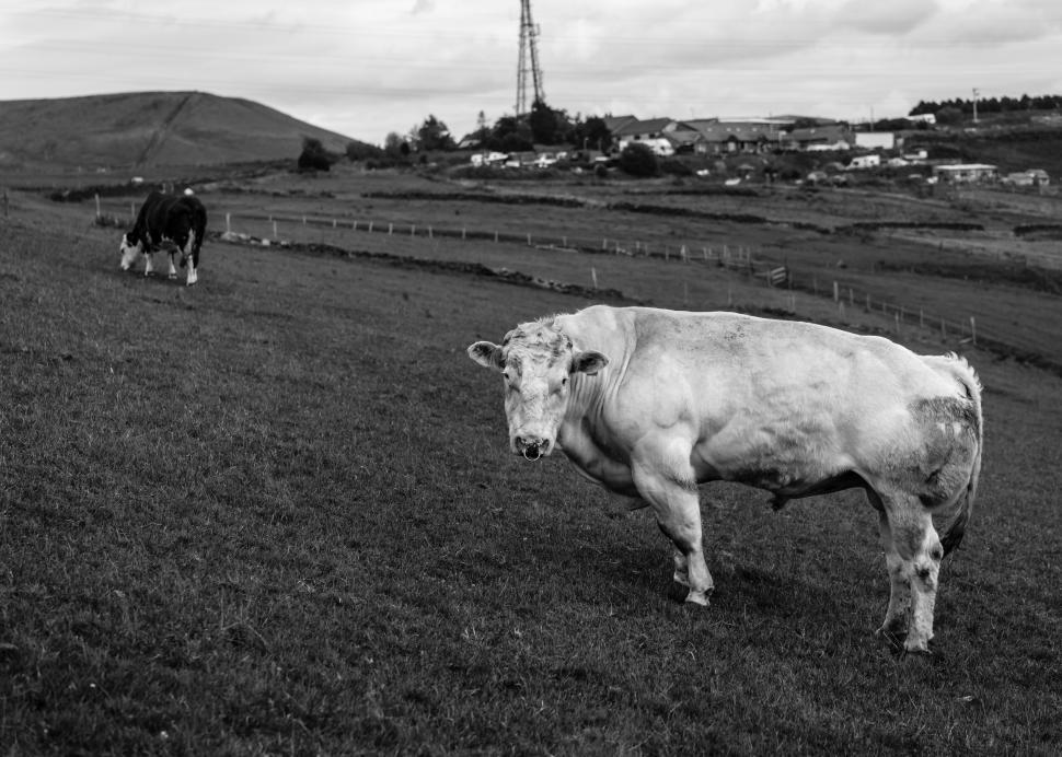 Free Image of Black and white cow in a grassy field 