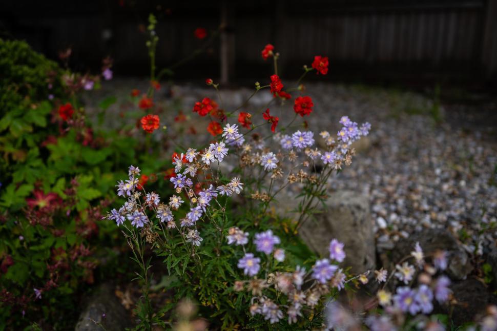 Free Image of Colorful wildflowers in a garden setting 