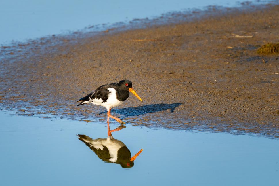 Free Image of Oystercatcher bird by water reflection 