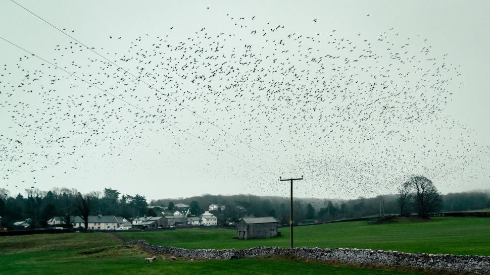 Free Image of Flock of birds over rural landscape and wires 