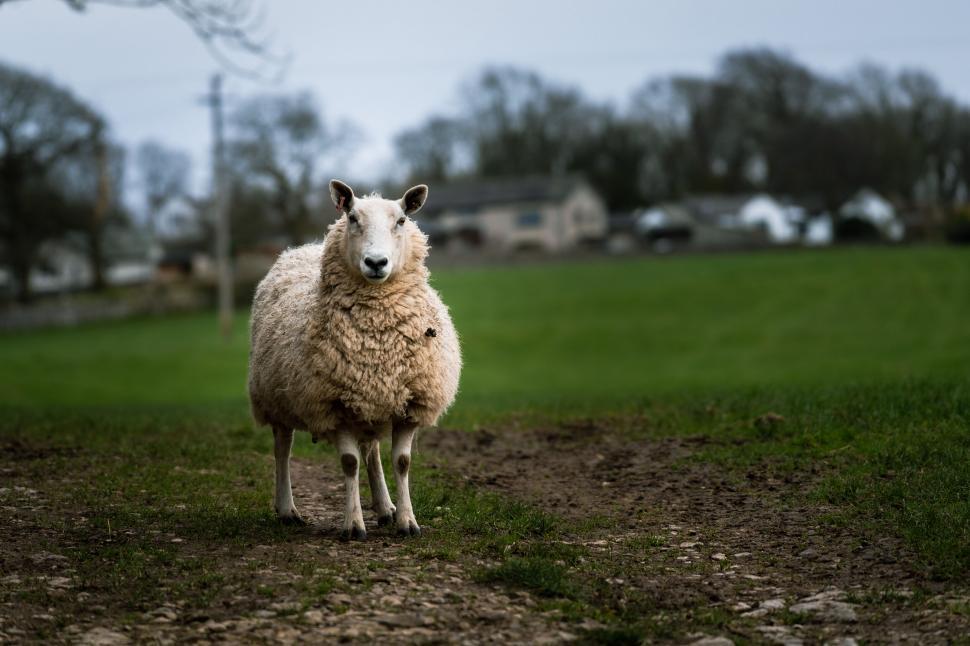 Free Image of Sheep standing alone in a green field 