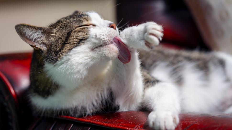 Free Image of Tabby cat licking its paw outdoor 