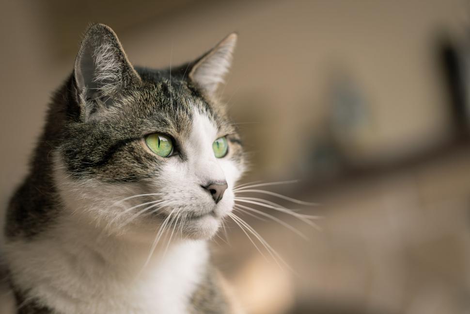 Free Image of Close-up of a domestic cat s face 