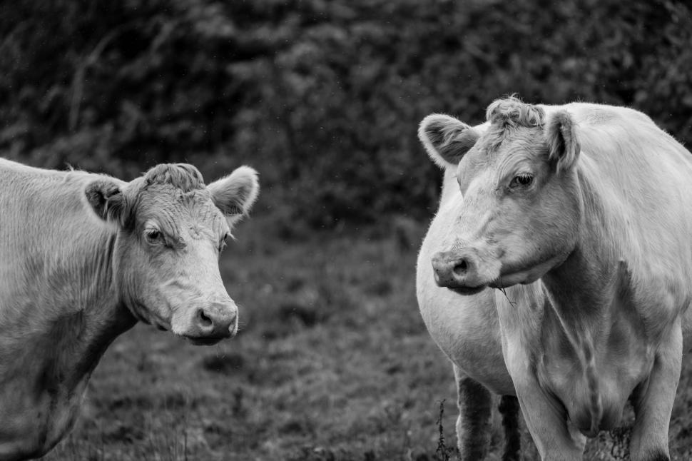 Free Image of Two cows interacting in monochrome 
