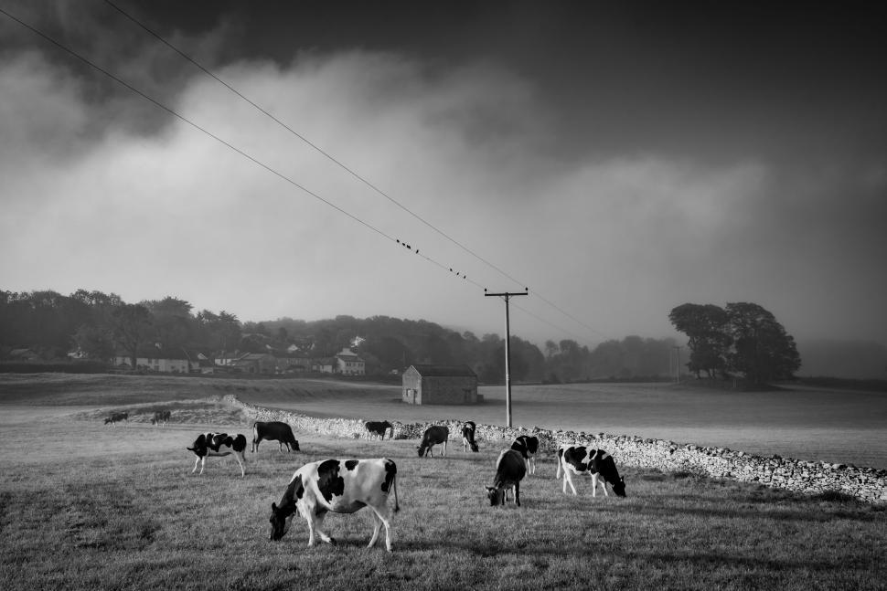 Free Image of Cows grazing in a misty countryside field 