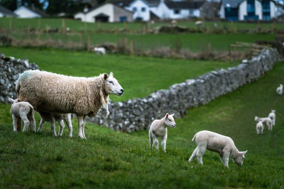 Free Image of Ewe and lambs beside a stone wall 