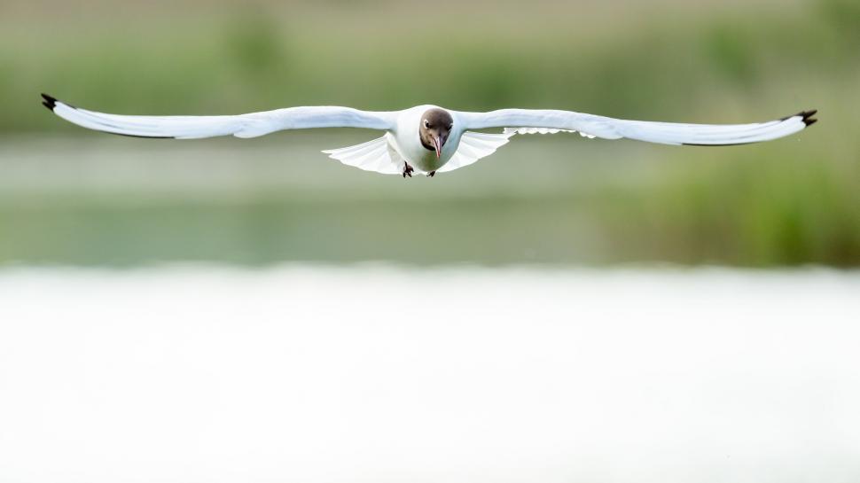 Free Image of Seagull flying with wings spread wide 