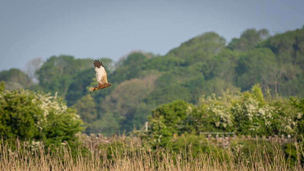 Free Image of Red kite soaring in the countryside 