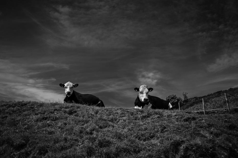 Free Image of Cows resting on a hill in monochrome 