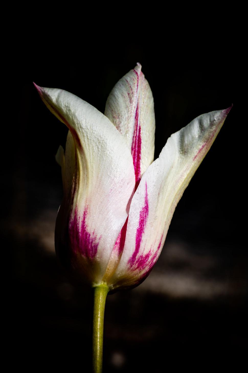 Free Image of Isolated tulip with pink stripes 