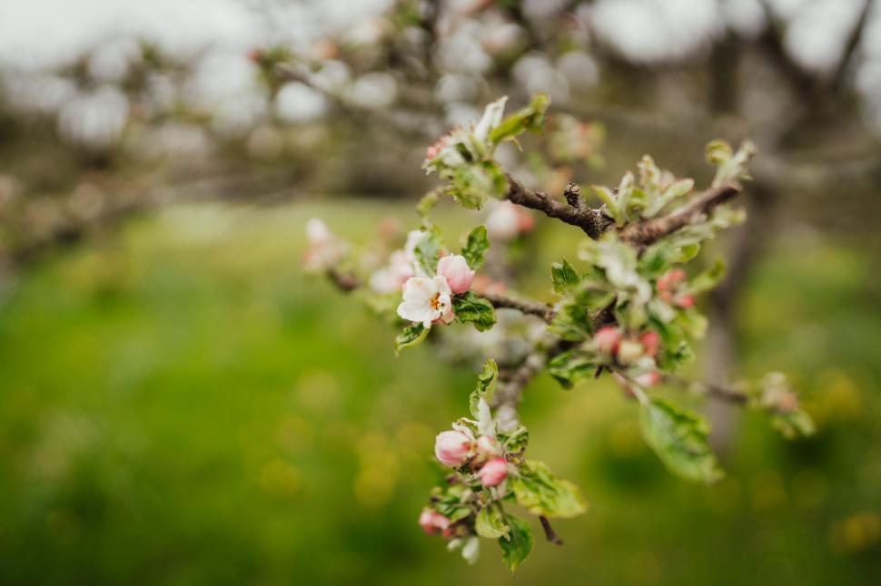 Free Image of Apple tree blossoms close-up 