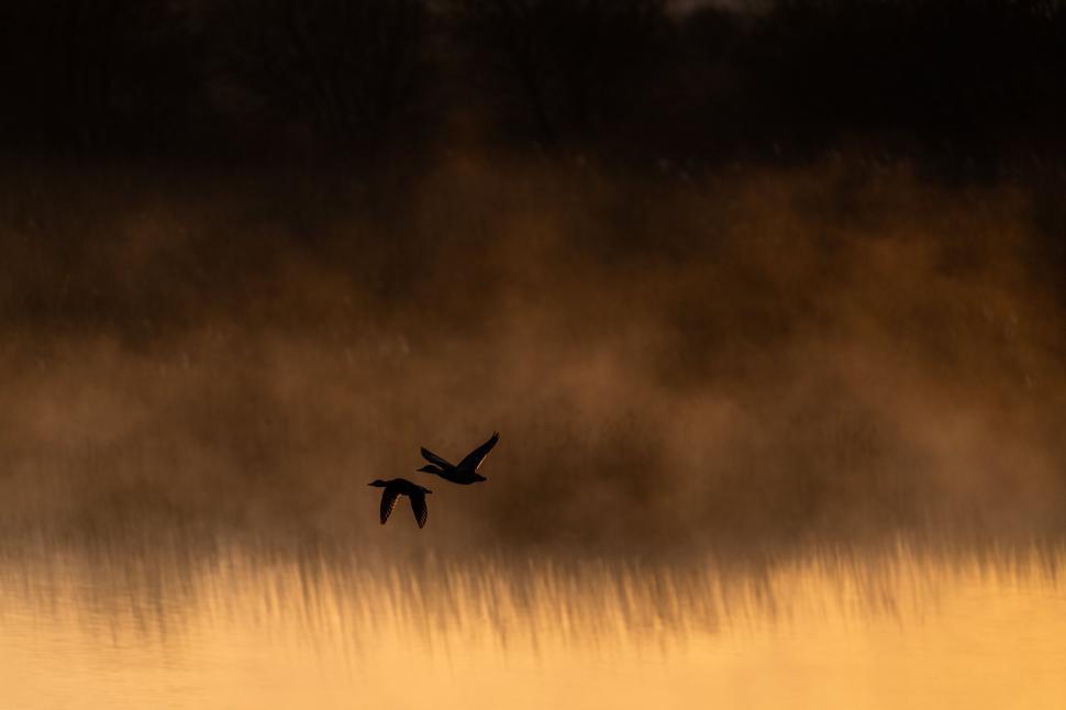 Free Image of Silhouetted birds flying at golden hour 