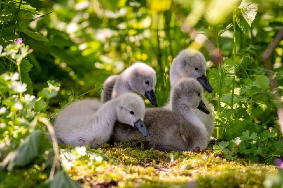 Free Image of Flock of baby swans resting together 