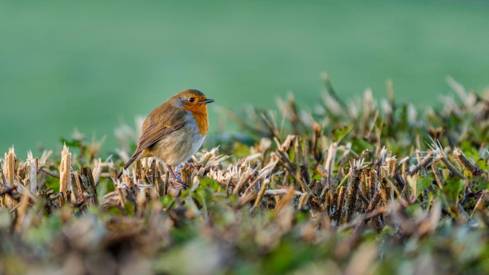 Free Image of European robin perched in the hedge 