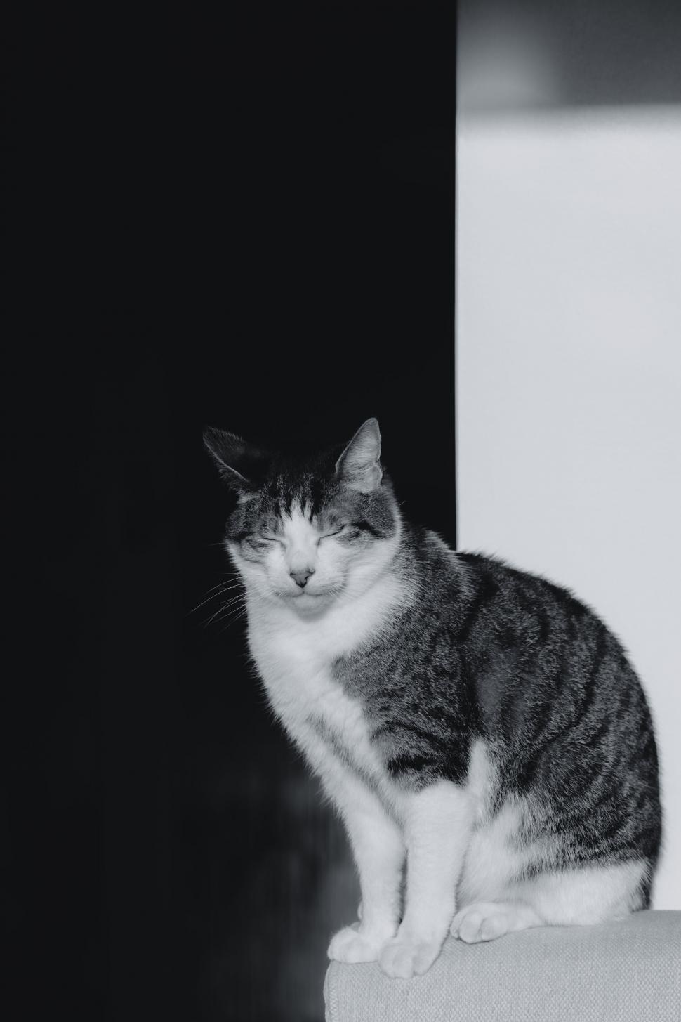 Free Image of Black and white photo of a sitting cat 