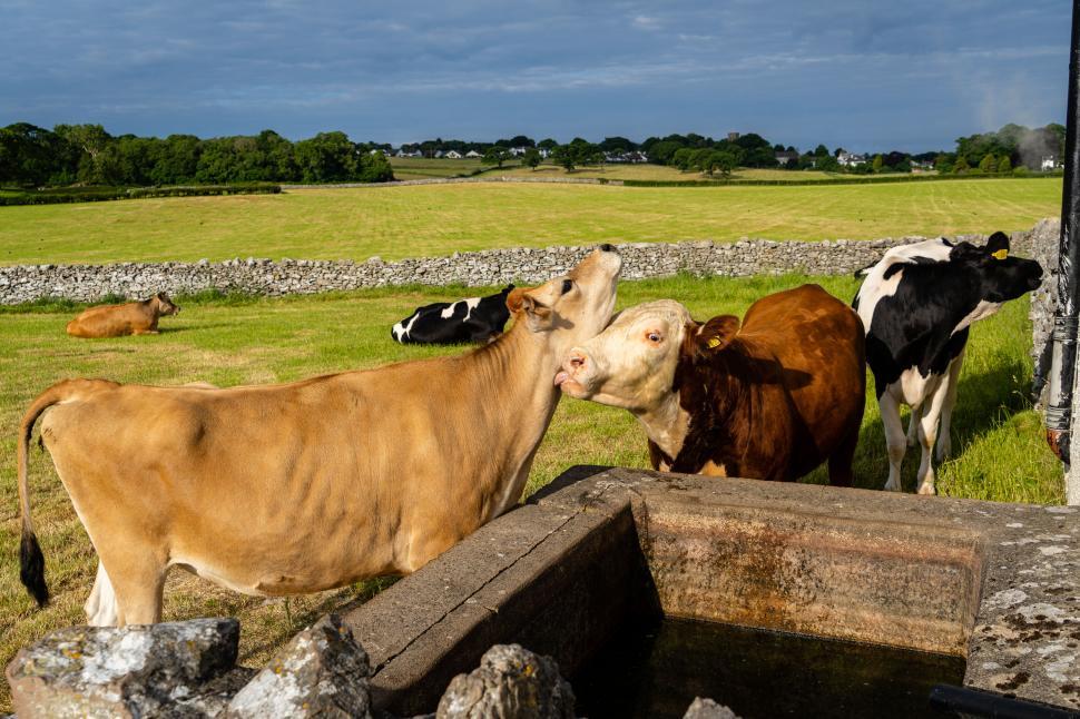 Free Image of Cows grazing near stone walls in a field 