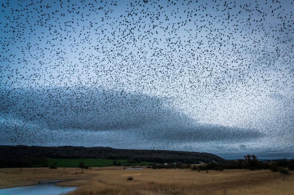Free Image of Murmuration of birds over a countryside 