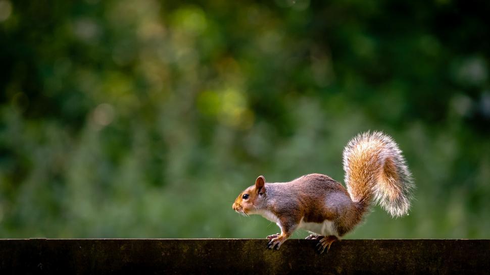 Free Image of Squirrel poised on a wooden fence 