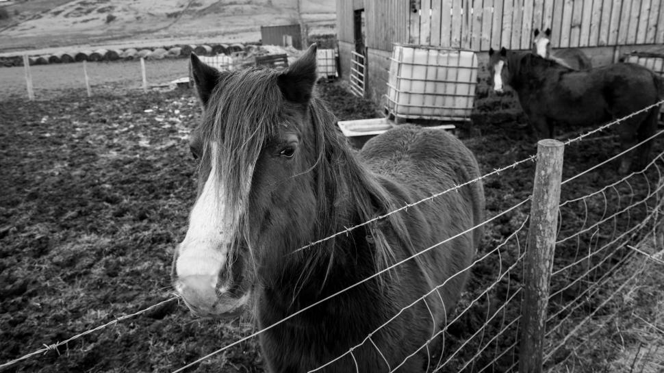 Free Image of Horse behind a wire fence in black and white 