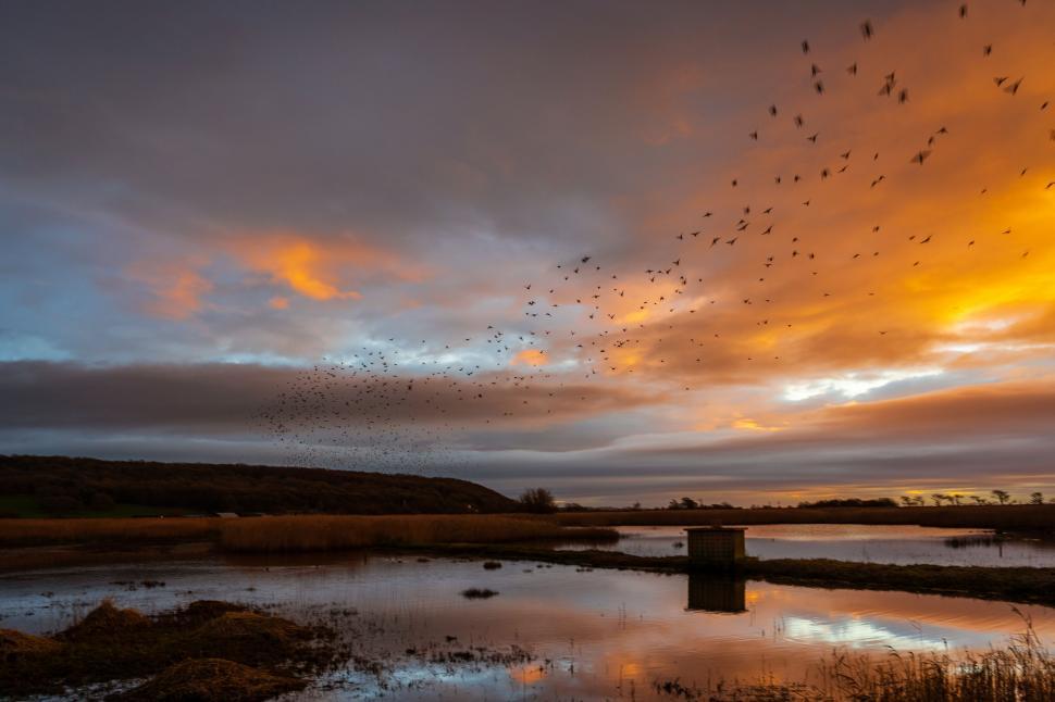 Free Image of Sunset Over Wetlands with Birds Flying 