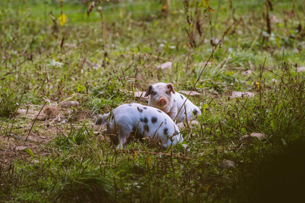 Free Image of Two Piglets Resting in the Grass 