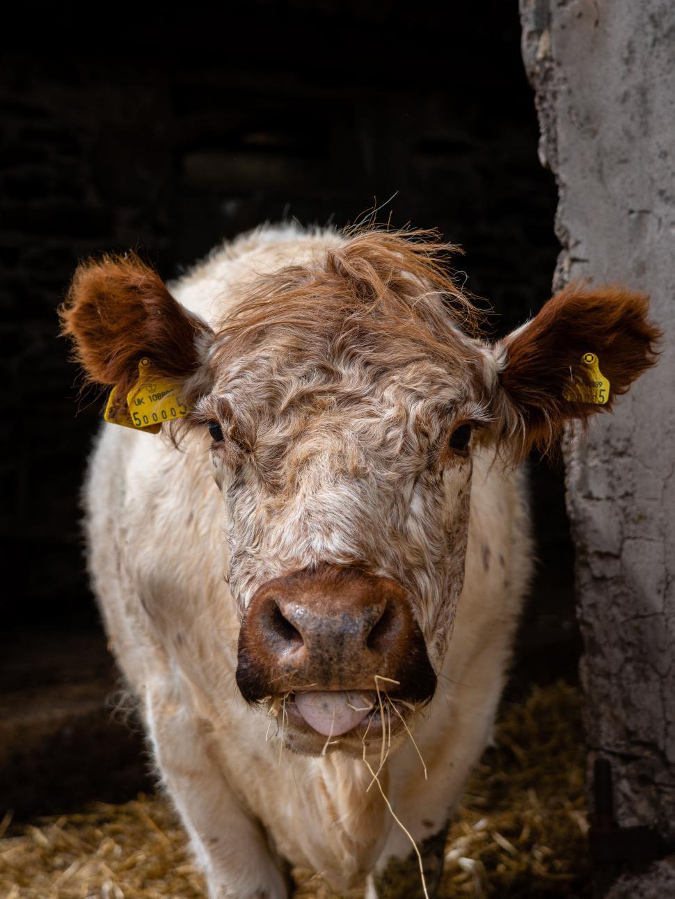Free Image of Close-up of a Cow in a Barn 