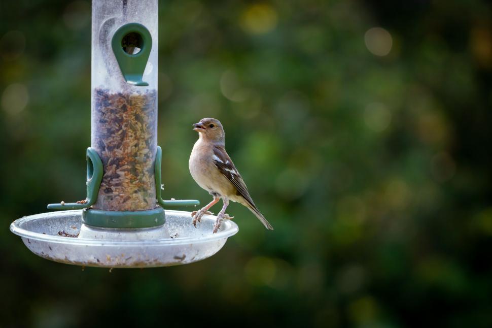 Free Image of Charming bird at a seed feeder 