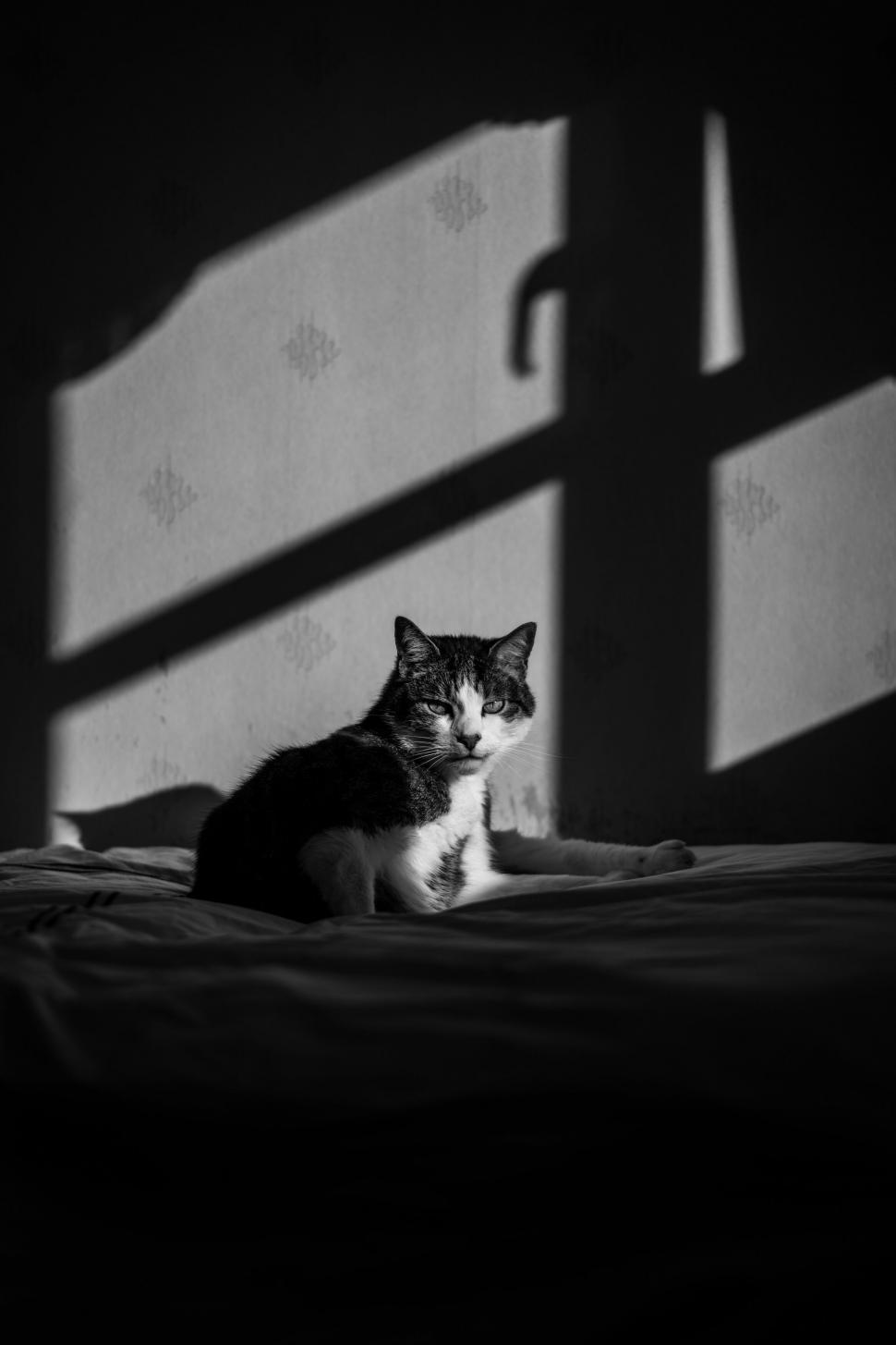 Free Image of Cat in dramatic shadow and light 