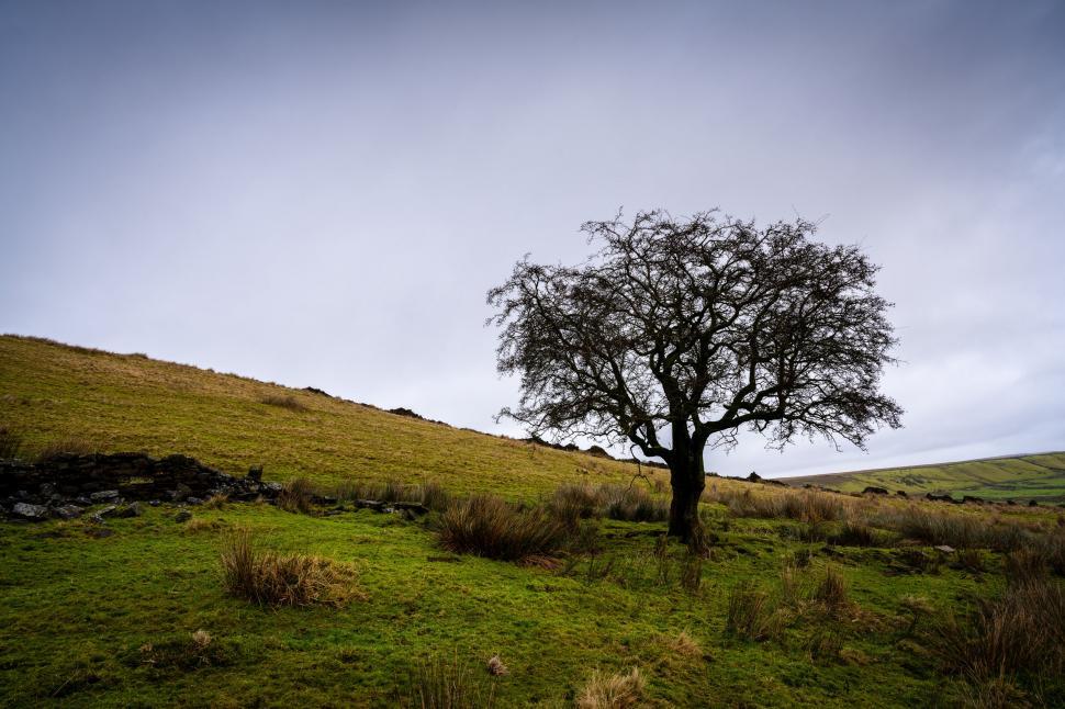 Free Image of Solitary tree in a green field 