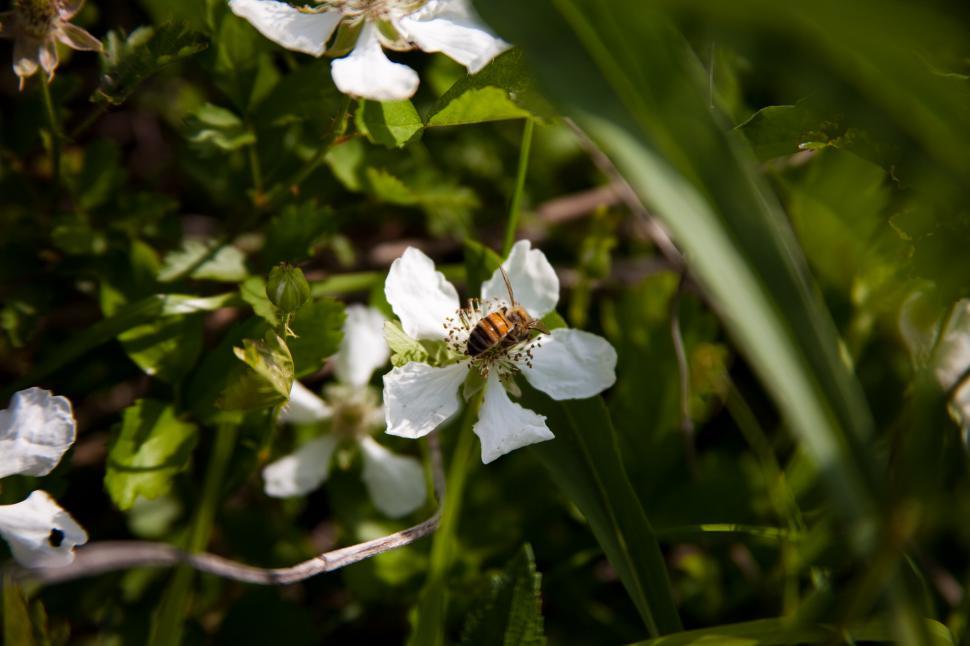 Free Image of White flower and bee 