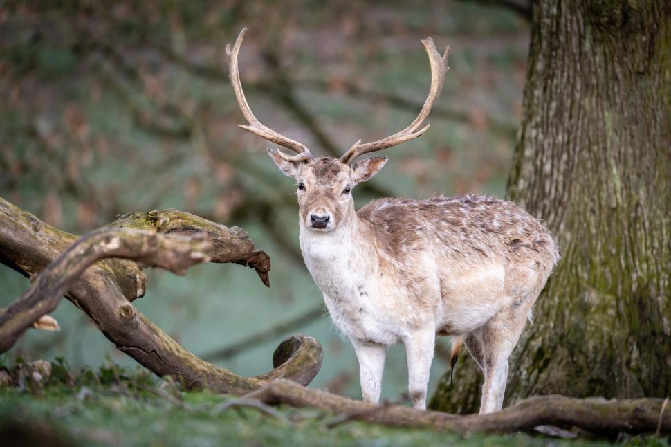 Free Image of Fallow deer in a tranquil forest setting 