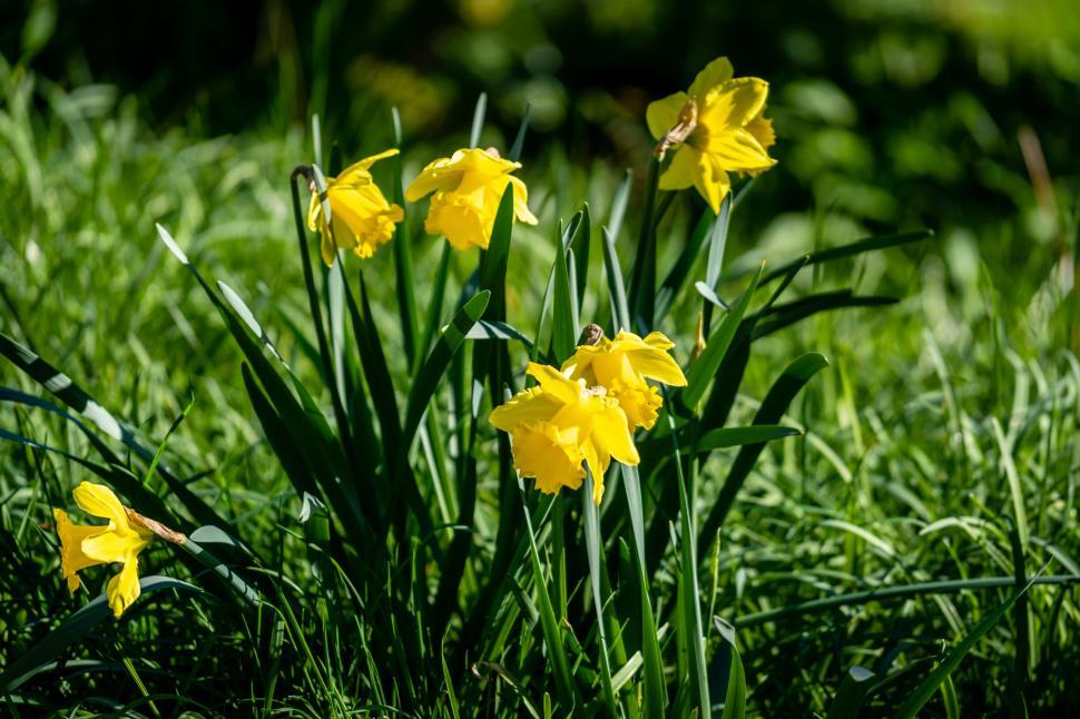 Free Image of Blooming daffodils in sunlit garden 