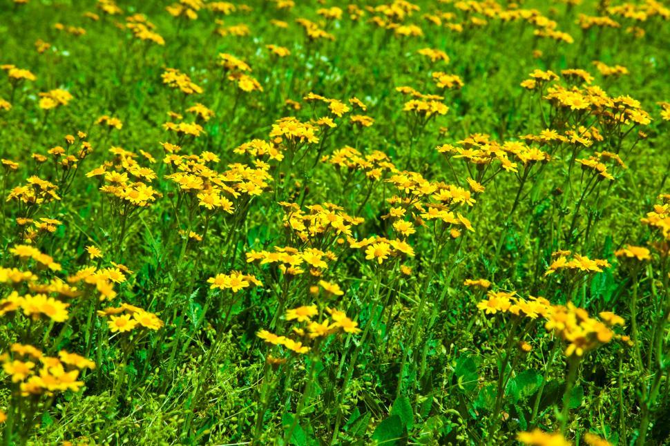 Free Image of Field of Yellow Flowers 