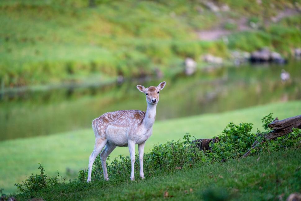 Free Image of Fallow deer standing in green meadow 
