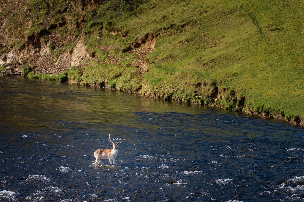 Free Image of Deer crossing a rushing river 