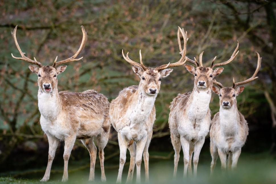 Free Image of Group of deer with impressive antlers 