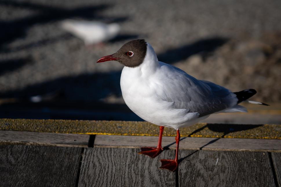 Free Image of Black-headed gull perched on wooden railing 