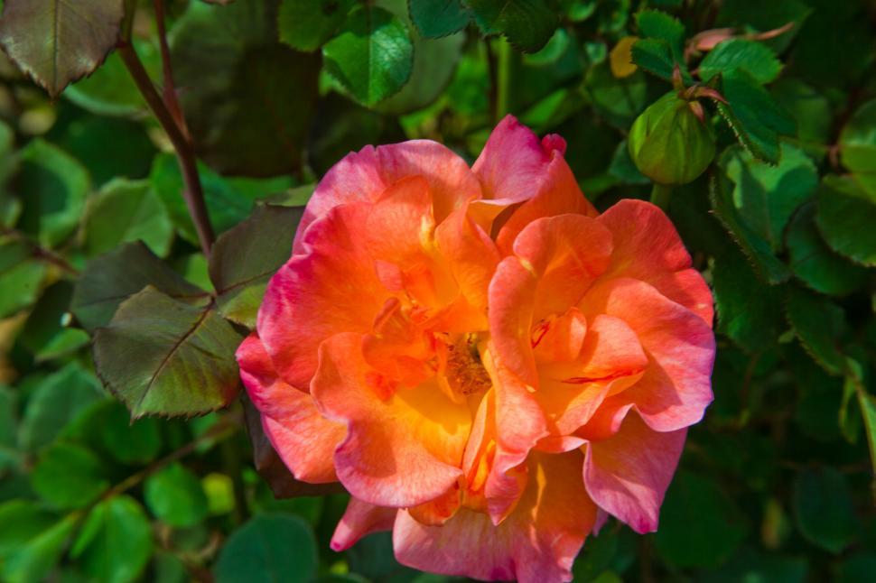 Free Image of Pink and orange rose 