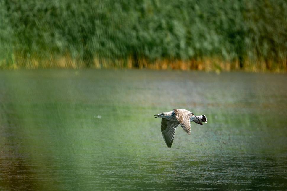 Free Image of Bird in flight over serene water 