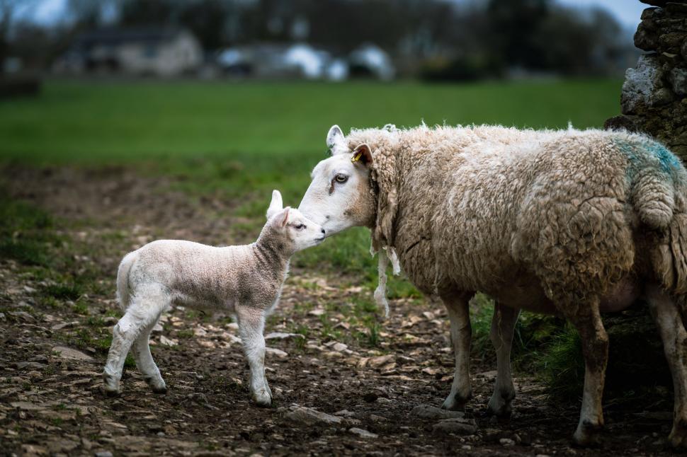 Free Image of Sheep nuzzling her lamb in the country 