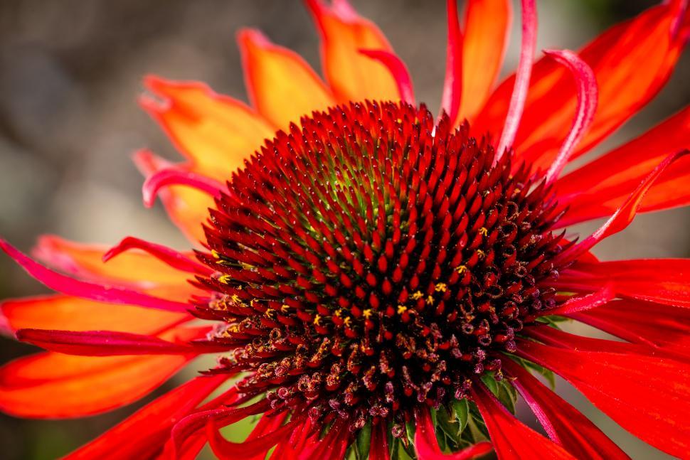 Free Image of Macro shot of a vibrant Echinacea flower 