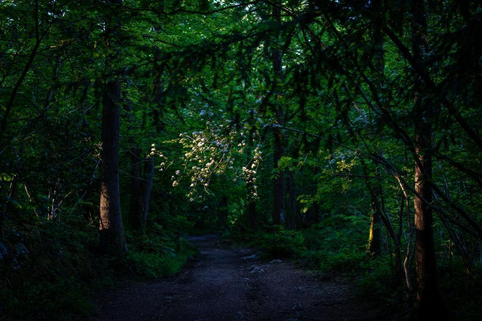 Free Image of Sunlit path in a dense green forest 