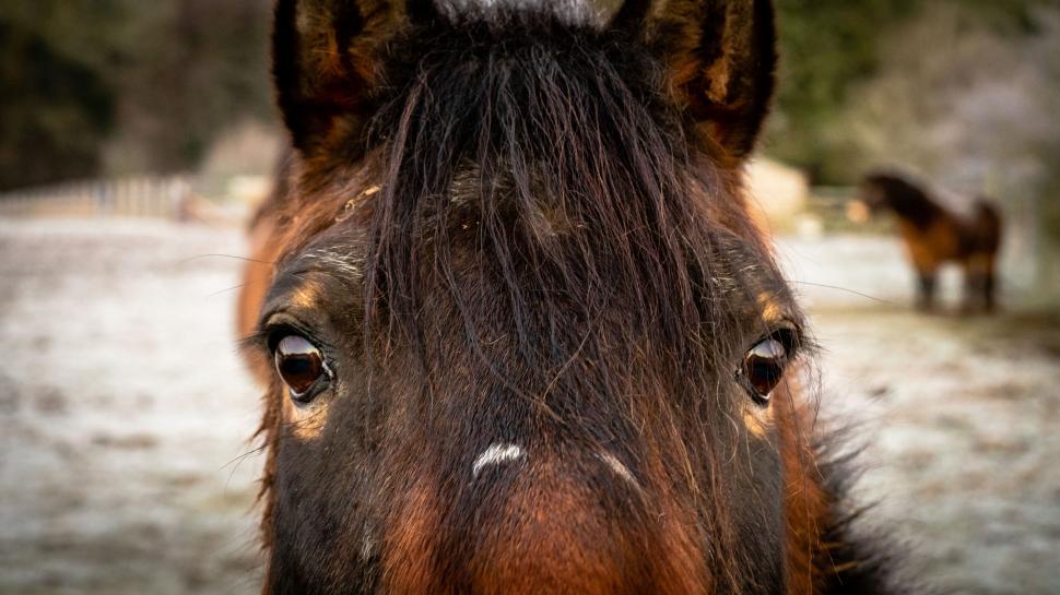 Free Image of Close-up of a horse s eyes and face 